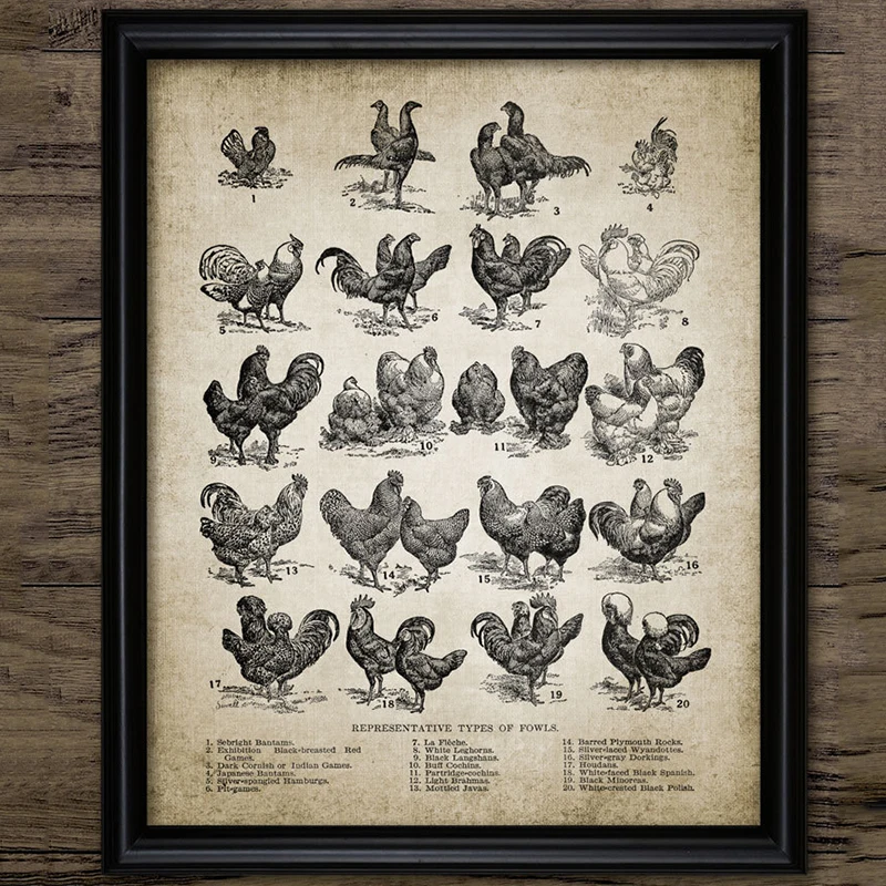 Poster Gift Vintage French Country Poultry Chicken Print
