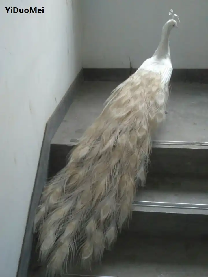 large white feathers