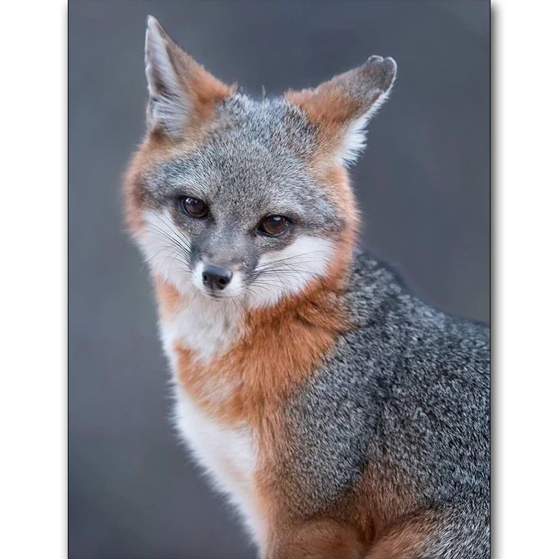 Full Square/Round Drill 5D DIY Diamond Painting "Animal fox" Embroidery Cross Stitch 5D Home Decor Mosaic art Gift
Full Square/Round Drill 5D DIY Diamond Painting "Animal fox" Embroidery Cross Stitch 5D Home Decor Mosaic art Gift