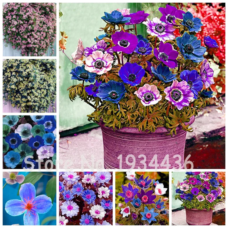 Hybrid 200 Pcs Anemone Flower Perennial Herb Grass Silver Lotus Flowers Pots Planters,Exotic Bonsai Seedlings For Home Garden
Hybrid 200 Pcs Anemone Flower Perennial Herb Grass Silver Lotus Flowers Pots Planters,Exotic Bonsai Seedlings For Home Garden