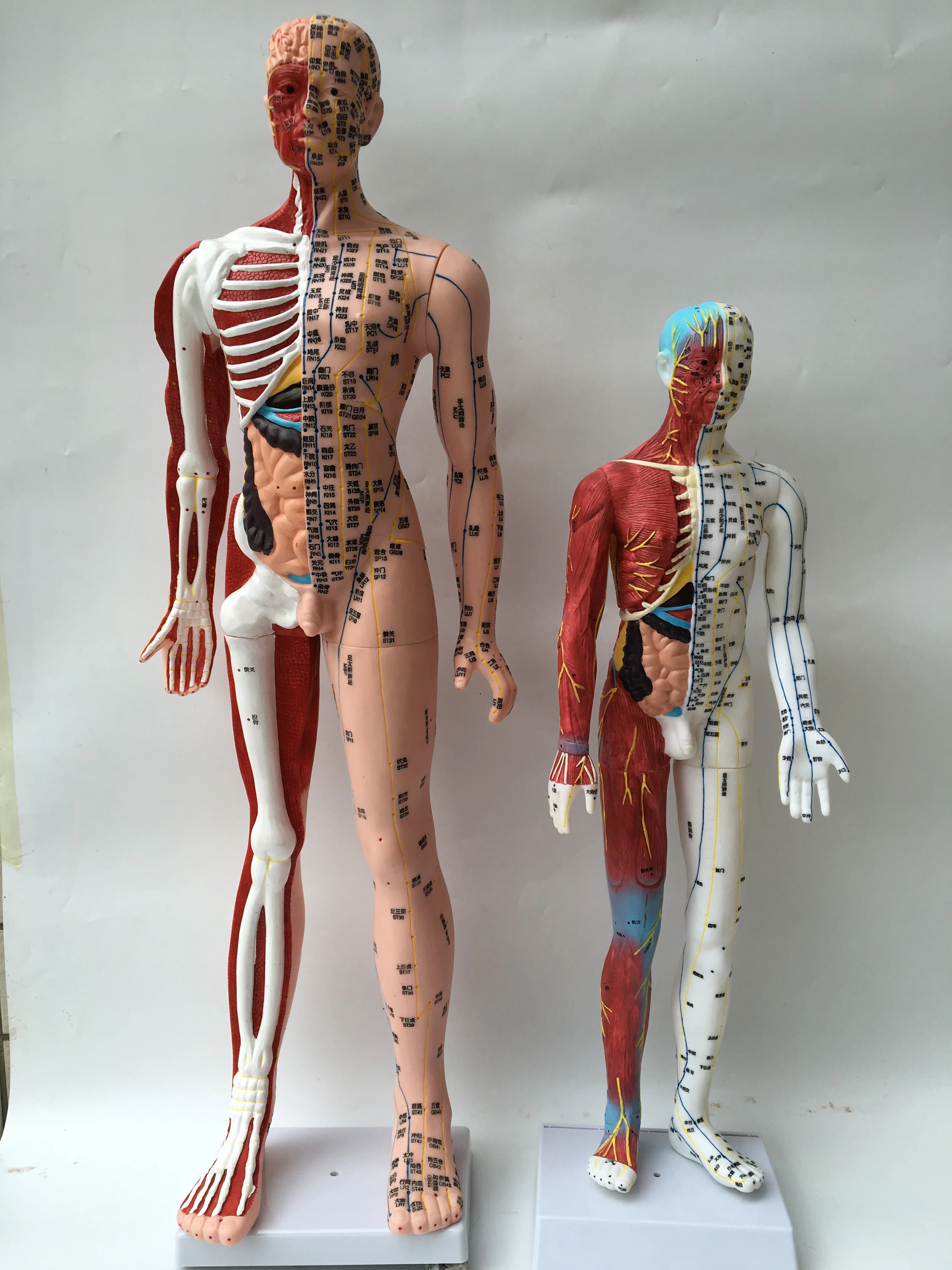 85CM ultra-clear human acupuncture model half musculoskeletal model meridian acupuncture model English code type
85CM ultra-clear human acupuncture model half musculoskeletal model meridian acupuncture model English code type