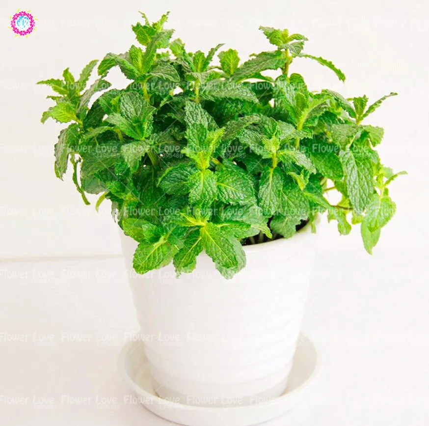100pcs bonsai Lemon Mint Bonsai plants Potted Herb Edible Bonsai Plant Organic Garden Vegetables Bonsai Planting
100pcs bonsai Lemon Mint Bonsai plants Potted Herb Edible Bonsai Plant Organic Garden Vegetables Bonsai Planting