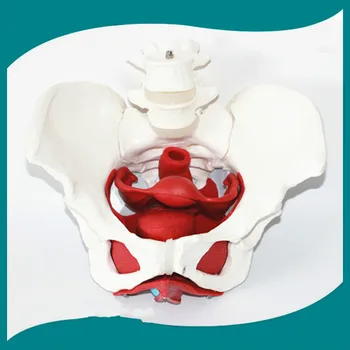 Female Pelvic Reproductive Organs Structure Model Female Genital Model Pelvis Bladder with Two Lumbar Pelvic Floor Muscle Model
Female Pelvic Reproductive Organs Structure Model Female Genital Model Pelvis Bladder with Two Lumbar Pelvic Floor Muscle Model