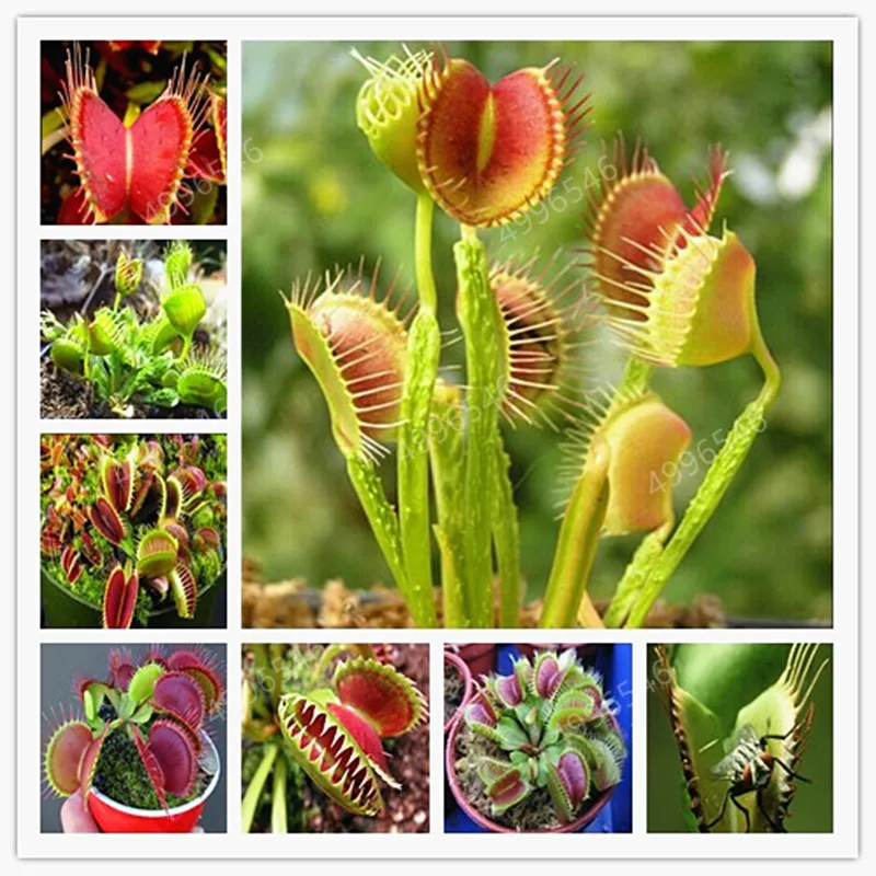 100 PcsDionaea Muscipula Giant Claip Venus Fly Trap Bonsai Insectivorous Bonsai Garden Plant Bonsai Family Potted
100 PcsDionaea Muscipula Giant Claip Venus Fly Trap Bonsai Insectivorous Bonsai Garden Plant Bonsai Family Potted