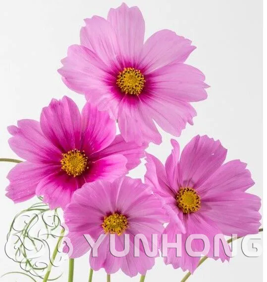 Mini Potted flower Bonsai Cosmos,Cosmos Tube, Cosmos Bipinnatus Bonsai,About 100 Particles Bonsai
Mini Potted flower Bonsai Cosmos,Cosmos Tube, Cosmos Bipinnatus Bonsai,About 100 Particles Bonsai