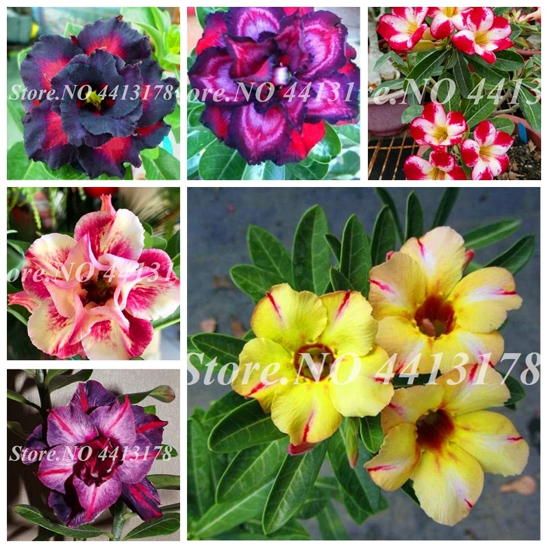 2 pcs/ bag Rare Desert Rose Mixed Ornamental Adenium Obesum Bonsai Plant Air Purification for Home Garden Potted Flower Pot
2 pcs/ bag Rare Desert Rose Mixed Ornamental Adenium Obesum Bonsai Plant Air Purification for Home Garden Potted Flower Pot