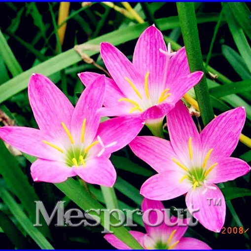 Free Shipping 100pcs A Lot Zephyranthes Candida Bonsai (onion Orchid Bulb) Mini Zephyr Lily Planting Balcony Indoor Flower
Free Shipping 100pcs A Lot Zephyranthes Candida Bonsai (onion Orchid Bulb) Mini Zephyr Lily Planting Balcony Indoor Flower