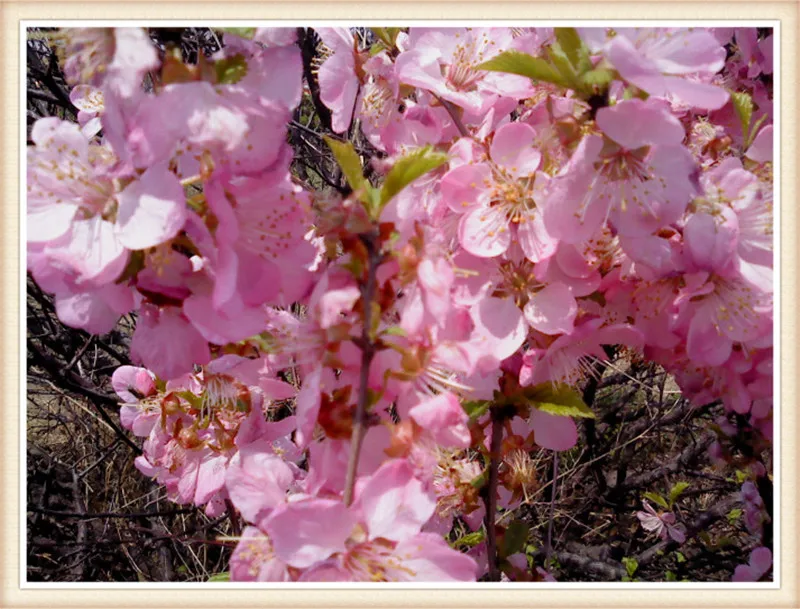 2016 CHERRY blossem Embroidery cross stitch full square rhinestones diamond painting flower Full drill diy diamond painting
2016 CHERRY blossem Embroidery cross stitch full square rhinestones diamond painting flower Full drill diy diamond painting