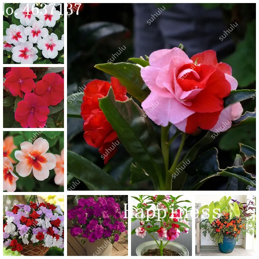 Balsam Flower Bonsai Impatiens Balsamina Bonsai Flower, Toutch-Me-Not Flower For Home Garden Plants 100 Bonsai/Bag
Balsam Flower Bonsai Impatiens Balsamina Bonsai Flower, Toutch-Me-Not Flower For Home Garden Plants 100 Bonsai/Bag