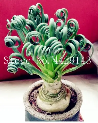 500 Pcs Spring Grass Plant Succulents plant Grass DIY bonsai Potted Garden Home Exotic Plant Spiral Grass Ornamental Bonsai
500 Pcs Spring Grass Plant Succulents plant Grass DIY bonsai Potted Garden Home Exotic Plant Spiral Grass Ornamental Bonsai