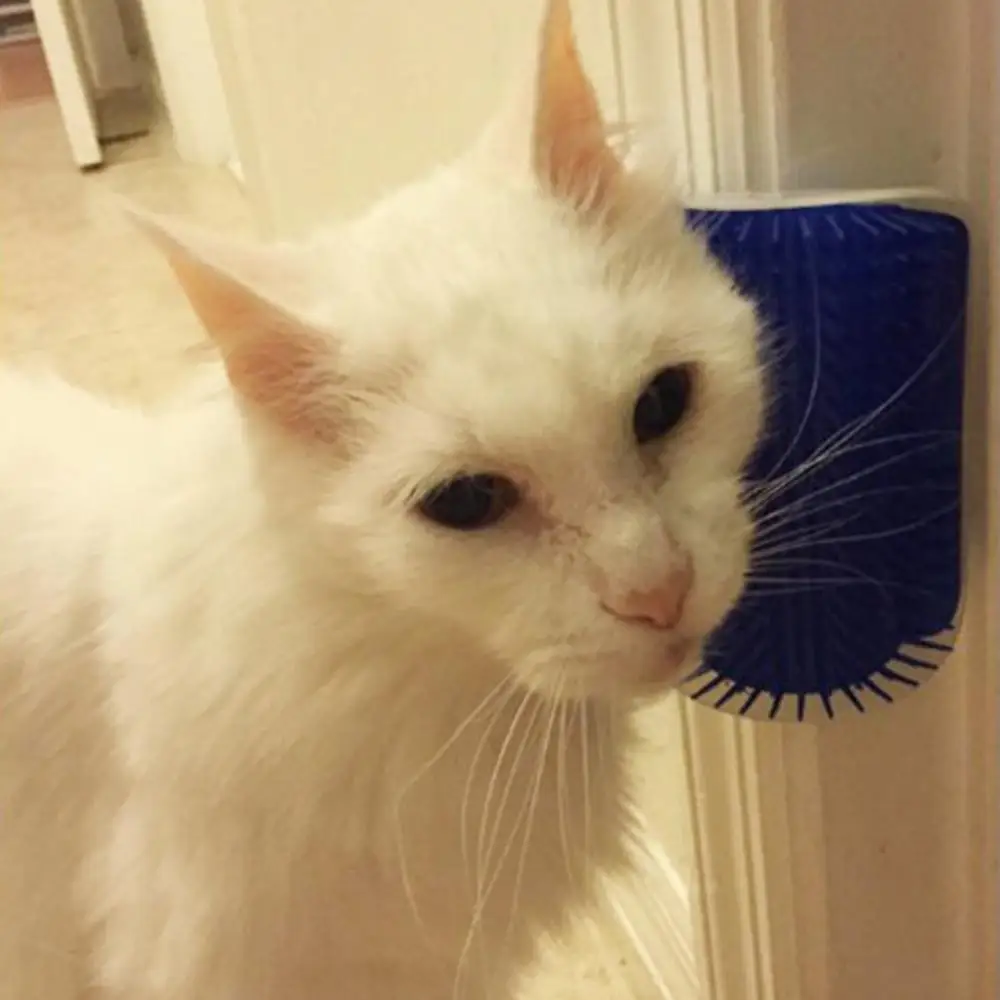 Cat Scratching Itching Hair Pet Wall Corner Itching Massager Pet Cat Massage Brush Cat Supplies
Cat Scratching Itching Hair Pet Wall Corner Itching Massager Pet Cat Massage Brush Cat Supplies