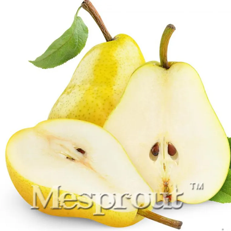 Top Quality 50 Pcs/pack Golden Pear Bonsai Pear Fruit Plant Bonsai Wholesale Golden Pear Bonsai Quality Pear Fruit Potted
Top Quality 50 Pcs/pack Golden Pear Bonsai Pear Fruit Plant Bonsai Wholesale Golden Pear Bonsai Quality Pear Fruit Potted