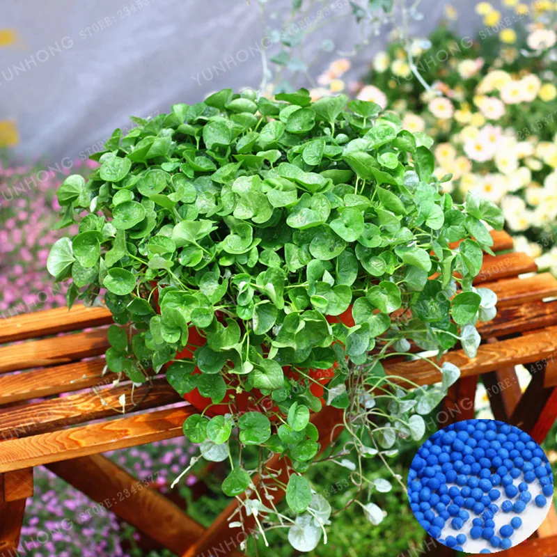 100 Pcs Dichondra Repens Lawn Bonsai Grass Hanging Decorative Garden Plants Do Flower Bonsai For Home Garden Ornamental
100 Pcs Dichondra Repens Lawn Bonsai Grass Hanging Decorative Garden Plants Do Flower Bonsai For Home Garden Ornamental