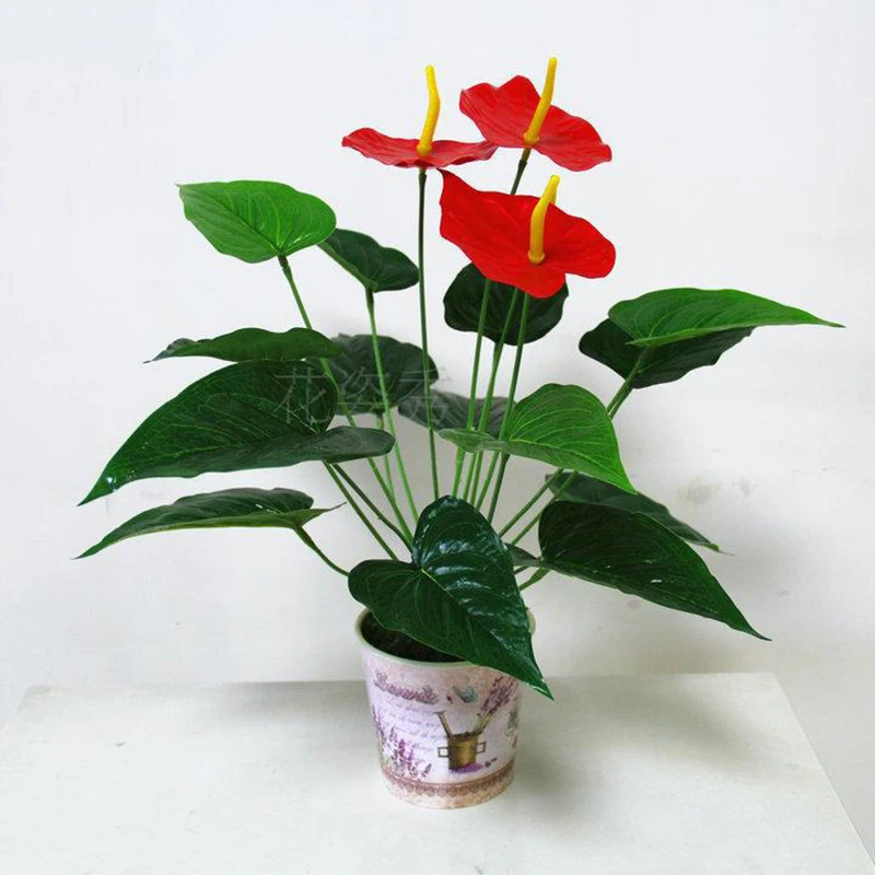 ZLKING 100PCS Hot Sale Rare Red Anthurium Bonsai Perennial Exotic Unique Flower Charm Interesting Decoration For Home
ZLKING 100PCS Hot Sale Rare Red Anthurium Bonsai Perennial Exotic Unique Flower Charm Interesting Decoration For Home