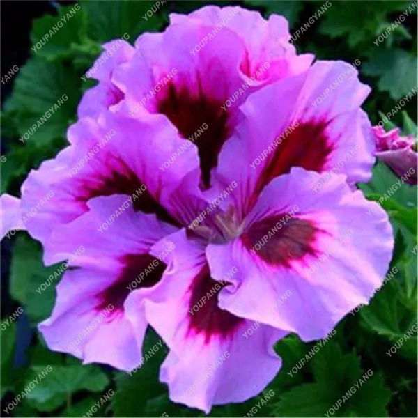 Geranium \\\\\\\'Richard Hodgson\\\\\\\' Pelargonium11