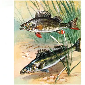 5D diy Diamond Painting Fish Full & Square Diamond Cross Stitch Animal 3D Diamond Embroidery Crystal Mosaic Handmade Art Fish
5D diy Diamond Painting Fish Full & Square Diamond Cross Stitch Animal 3D Diamond Embroidery Crystal Mosaic Handmade Art Fish