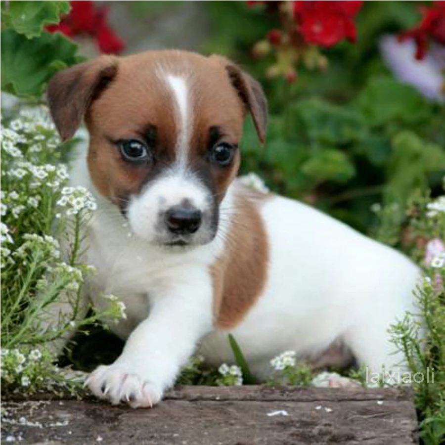 Full Square Diamond Painting Cross Stitch jack russell terrier cute pet full round diamond Embroidery dog puppy Mosaic diy dog
Full Square Diamond Painting Cross Stitch jack russell terrier cute pet full round diamond Embroidery dog puppy Mosaic diy dog
