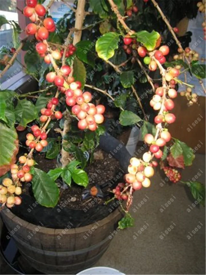 20PCS Coffee Bean Bonsai,Coffee Shrub Of Arabia Organic plant,Balcony Bonsai Tree Bonsai,plant for home garden
20PCS Coffee Bean Bonsai,Coffee Shrub Of Arabia Organic plant,Balcony Bonsai Tree Bonsai,plant for home garden
