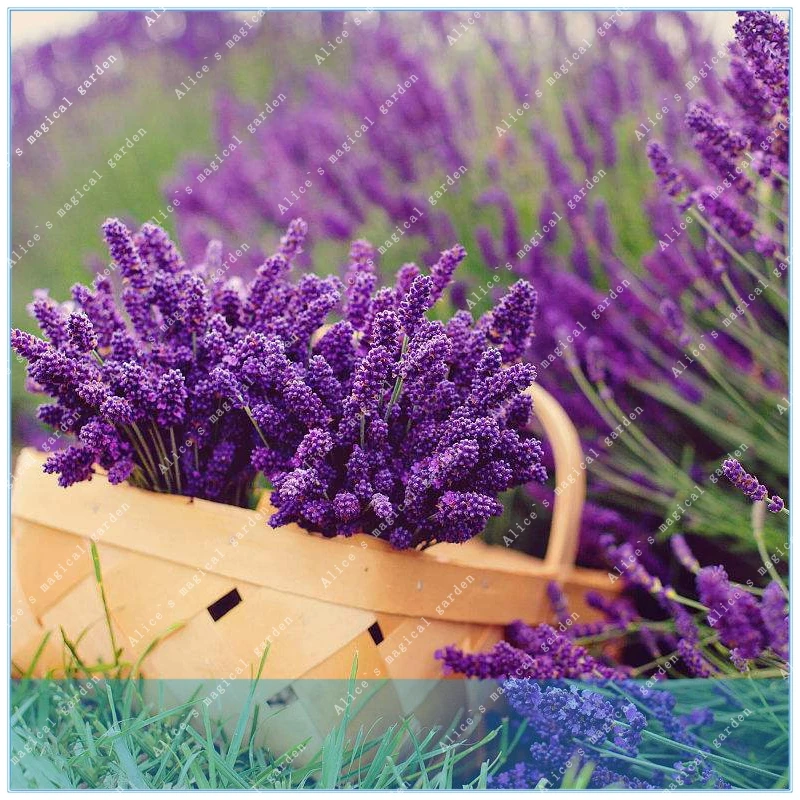 ZLKING 200pcs/bag french provence lavender fragrant organic lavender bonsai plant flower Home Garden
ZLKING 200pcs/bag french provence lavender fragrant organic lavender bonsai plant flower Home Garden