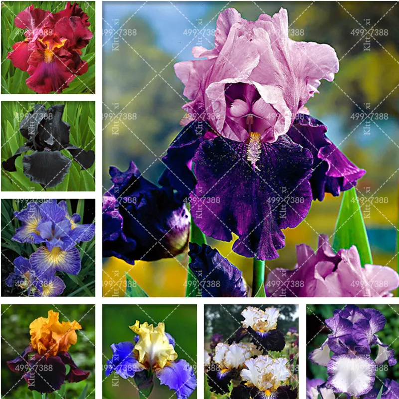 100 pcs Bonsai Bearded Iris Flower Rare Orchid Seedsflower Bonzai Potted Plants Orquideas Flore Seedsplant DIY Garden Decoration
100 pcs Bonsai Bearded Iris Flower Rare Orchid Seedsflower Bonzai Potted Plants Orquideas Flore Seedsplant DIY Garden Decoration