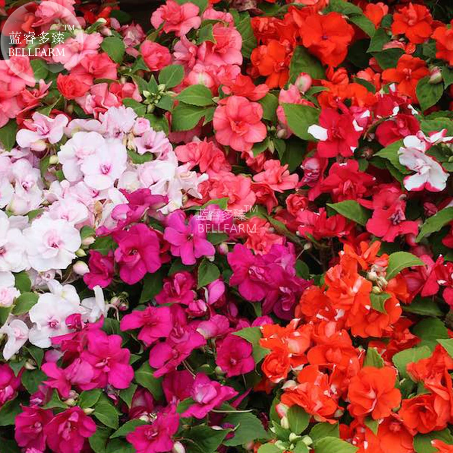 BELLFARM Impatiens Mixed Rosebud Blooms Flower Seeds, 25 seeds, beautiful semi-double long summer and fall season