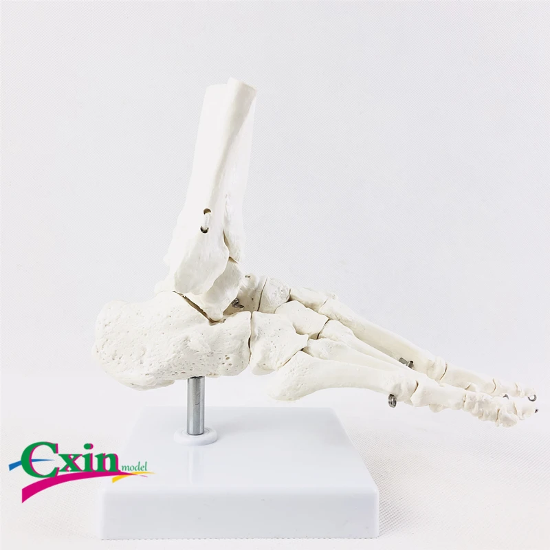 Модель кости ноги человека лодыжки суставы костной структуры медицинского