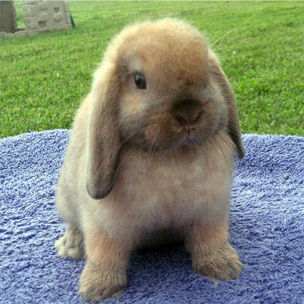 LI LOYE DIY diamond embroidery Cute rabbit 5D Diamond painting Cross Stitch full Round Rhinestone mosaic home decoration RT822
LI LOYE DIY diamond embroidery Cute rabbit 5D Diamond painting Cross Stitch full Round Rhinestone mosaic home decoration RT822