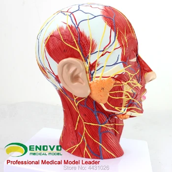 ENOVO Aesthetic and plastic surgery models for facial nerve and nerve models in head and face
ENOVO Aesthetic and plastic surgery models for facial nerve and nerve models in head and face