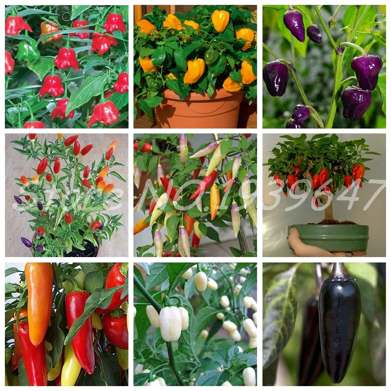 100 pcs/ bag Hot Chili Plants Carolina Reaper Organic Bonsai Vegetable Rainbow Bell Ghost Pepper Potted Home Garden Easy Grow
100 pcs/ bag Hot Chili Plants Carolina Reaper Organic Bonsai Vegetable Rainbow Bell Ghost Pepper Potted Home Garden Easy Grow