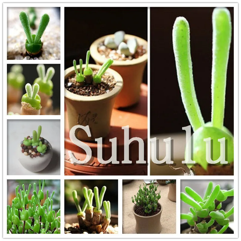 200pcs Rare Rabbit Succulents bonsai Lithops Pseudotruncatella Office Desk Air Purification Bonsai Plants bonsai For Home Garden
200pcs Rare Rabbit Succulents bonsai Lithops Pseudotruncatella Office Desk Air Purification Bonsai Plants bonsai For Home Garden