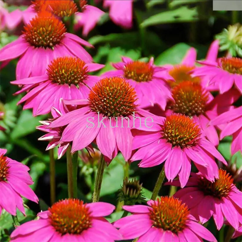 Purple Echinacea bonsais Balcony Garden Landscape Flower bonsais School Park Green Flowers 30pcs(song guo ju)
Purple Echinacea bonsais Balcony Garden Landscape Flower bonsais School Park Green Flowers 30pcs(song guo ju)
