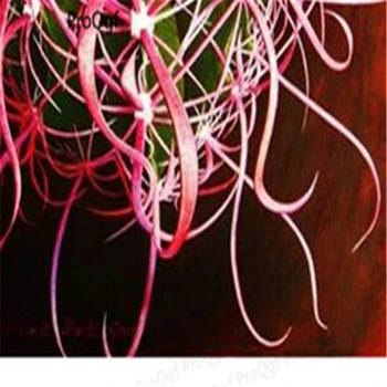 ProQgf 100Pcs Rare Mixed Cactus
ProQgf 100Pcs Rare Mixed Cactus