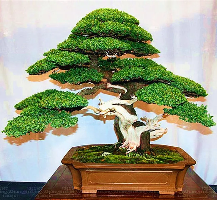 10/bag Juniper Bonsai Tree Potted Flowers Office Bonsai Purify The Air Absorb Harmful Gases Ornamental-Plant
10/bag Juniper Bonsai Tree Potted Flowers Office Bonsai Purify The Air Absorb Harmful Gases Ornamental-Plant
