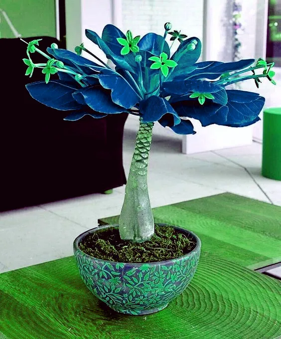 Bonsai 1 Pcs Pachira Macrocarpa 100% True Bonsai Tree Whip Pachira For Diy Home Garden Household Items
Bonsai 1 Pcs Pachira Macrocarpa 100% True Bonsai Tree Whip Pachira For Diy Home Garden Household Items
