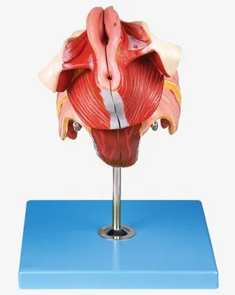 female reproductive organ Structural anatomical model median sagittal section pelvic organs and perineum | Канцтовары для офиса и