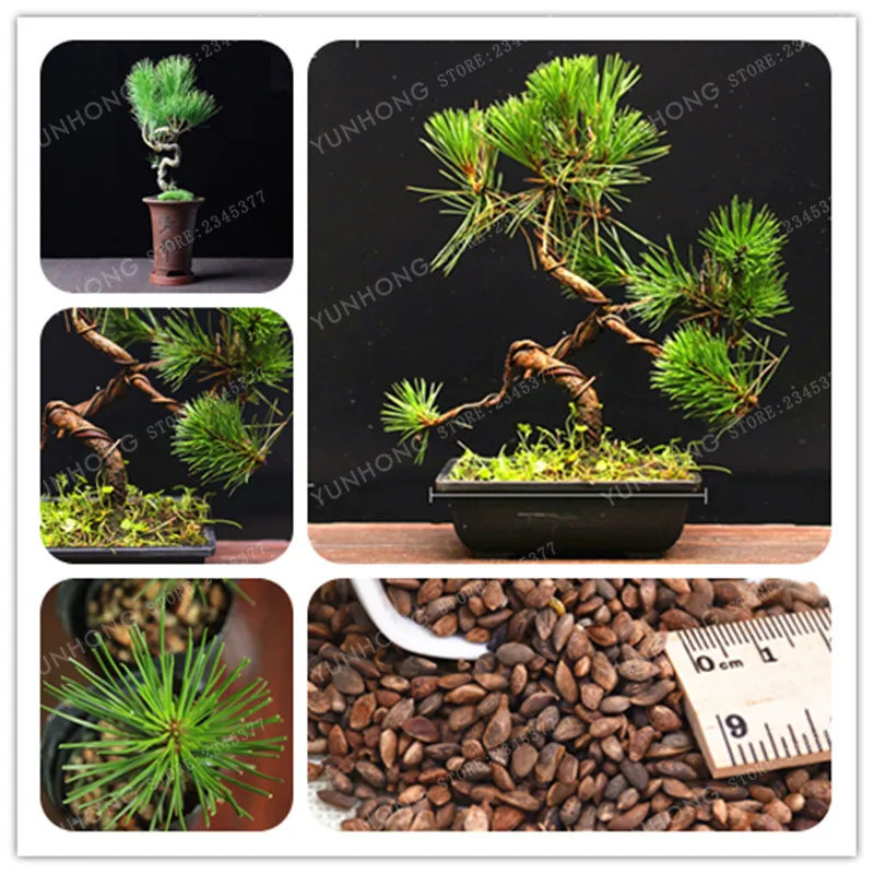 Hot Selling 50 Pcs Pine Tree Bonsai Pinus Thunbergii Bonsai Potted Landscape Home Garden Outdoor Garden
Hot Selling 50 Pcs Pine Tree Bonsai Pinus Thunbergii Bonsai Potted Landscape Home Garden Outdoor Garden
