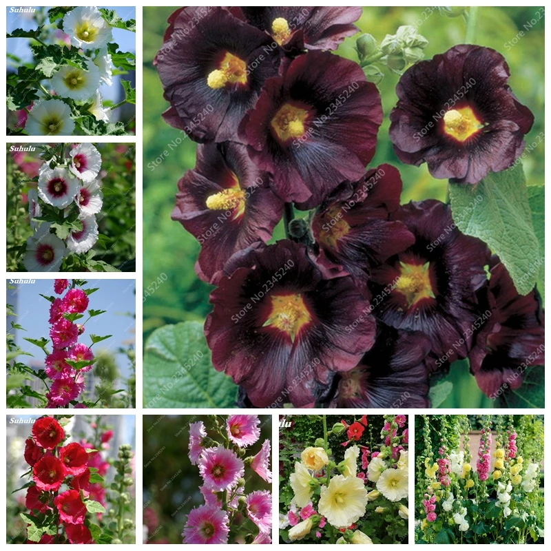 New Home Garden 200 Pcs Exotic Double Hollyhock Bonsai Country Romance Mix Blooming Alcea Rosea Flowers for a Perennial Garden
New Home Garden 200 Pcs Exotic Double Hollyhock Bonsai Country Romance Mix Blooming Alcea Rosea Flowers for a Perennial Garden