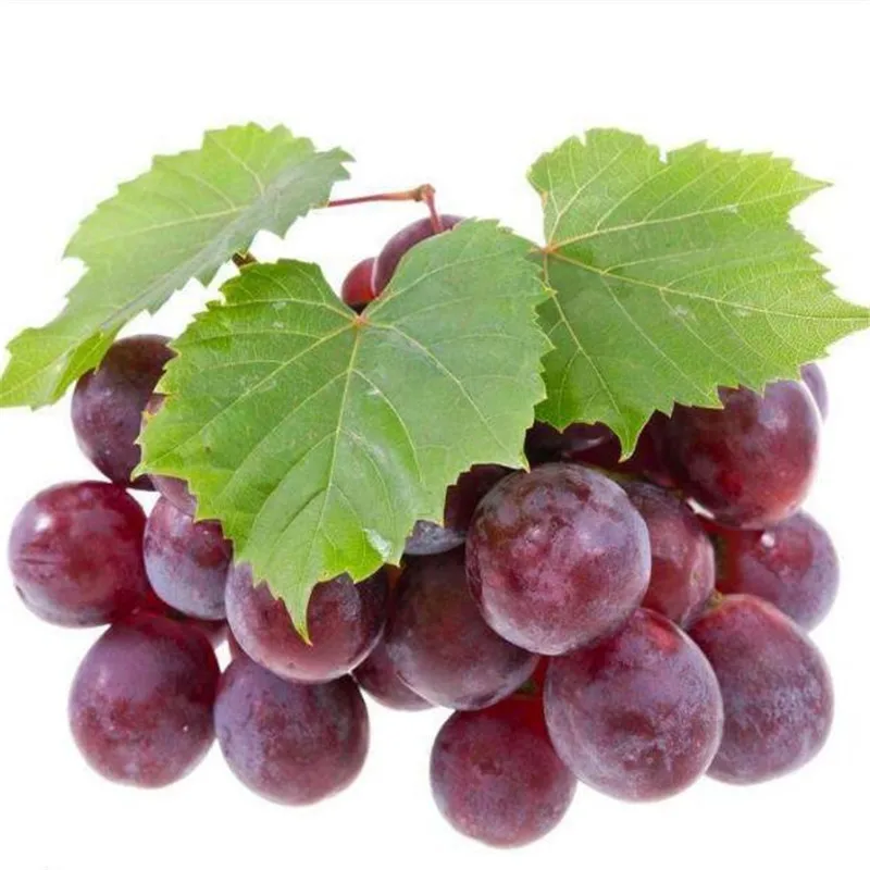 Fruit Tree Vegetable Grape bonsai Kyoho Red Mention Beauty Refers To Grape bonsai 10pcs
Fruit Tree Vegetable Grape bonsai Kyoho Red Mention Beauty Refers To Grape bonsai 10pcs