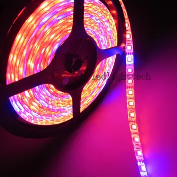 5M 5050 SMD Red Blue 8:1 Plant Grow Hydroponic Aquarium LED Strip IP65 + 12V 6A power adapter
5M 5050 SMD Red Blue 8:1 Plant Grow Hydroponic Aquarium LED Strip IP65 + 12V 6A power adapter