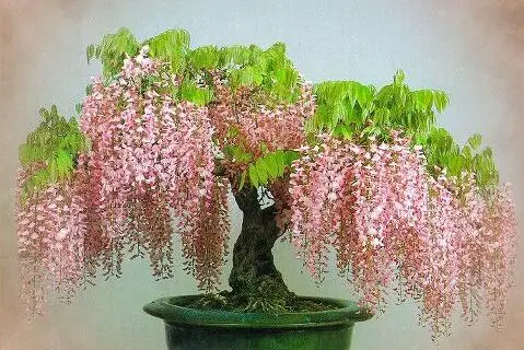 Free Shipping, 20pcs/bag Rare Gold Mini Bonsai Wisteria Tree bonsais Indoor Ornamental Plants
Free Shipping, 20pcs/bag Rare Gold Mini Bonsai Wisteria Tree bonsais Indoor Ornamental Plants