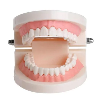 Adult Standard Oral Demonstration Teeth Model for Kids Oral Care Teaching Dental Caries Study Tool
Adult Standard Oral Demonstration Teeth Model for Kids Oral Care Teaching Dental Caries Study Tool