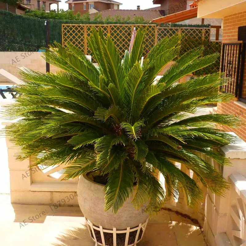 Sale!1 garden - Phoenix canariensis HARDY CANARY ISLANDS DATE PALM bonsai!Outdoor plants tree,#A9YAIB
Sale!1 garden - Phoenix canariensis HARDY CANARY ISLANDS DATE PALM bonsai!Outdoor plants tree,#A9YAIB