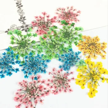 120pcs Pressed Dried Absorb Dyed Ammi Majus Flower Plants Herbarium For Jewelry Postcard Phone Case Photo Frame Making DIY
120pcs Pressed Dried Absorb Dyed Ammi Majus Flower Plants Herbarium For Jewelry Postcard Phone Case Photo Frame Making DIY