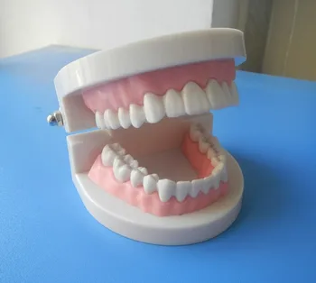 Dentures Dental Teaching Study Model Adult Demonstration Standard Model Dental Teach Tooth Model Teaching Resources Medical Use
Dentures Dental Teaching Study Model Adult Demonstration Standard Model Dental Teach Tooth Model Teaching Resources Medical Use