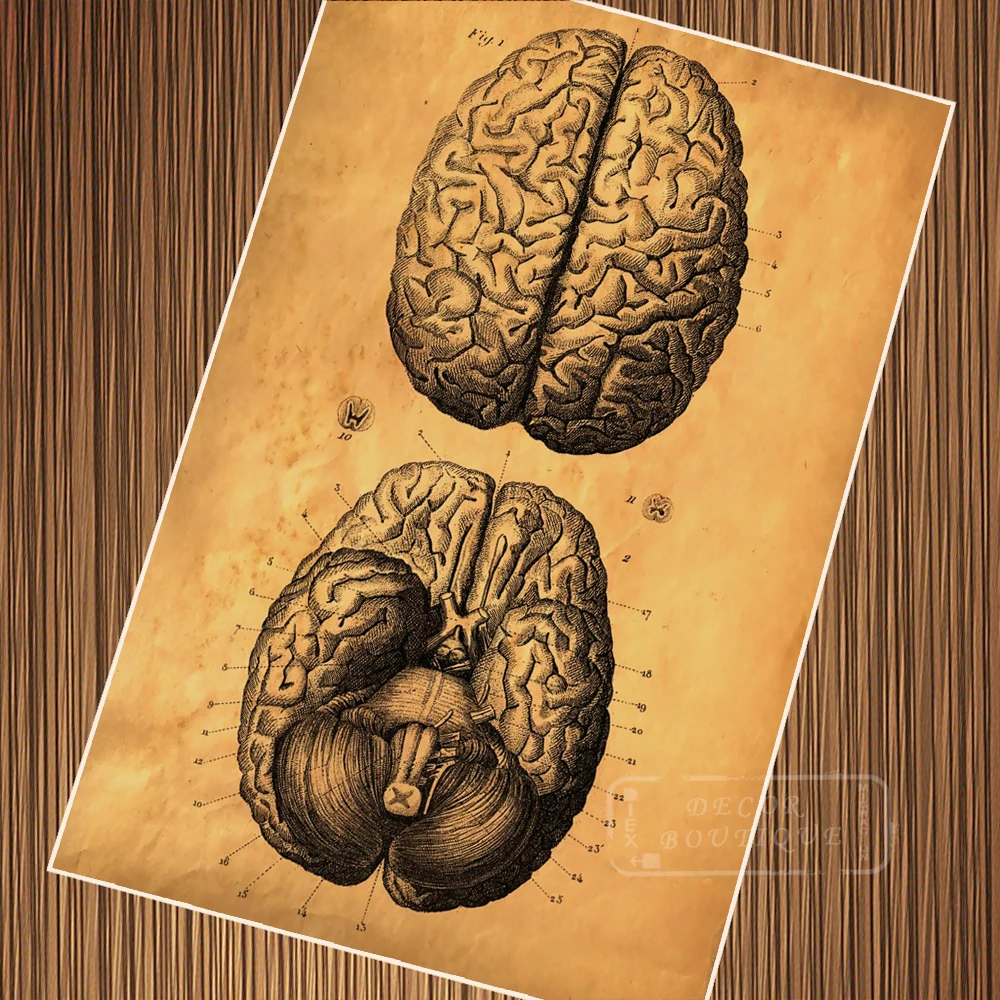 Vintage Human Body Brain Structure Poster Retro Classic Kraft Posters Canvas Painting Bathroom Wall Sticker Home Decoration Gift
Vintage Human Body Brain Structure Poster Retro Classic Kraft Posters Canvas Painting Bathroom Wall Sticker Home Decoration Gift