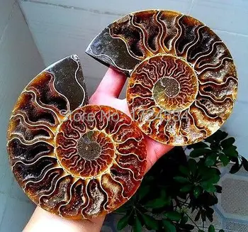 0060000O14##@@00@+495g 1 pairs of Split Ammonite Fossil Specimen Shell Healing Madagascar AA43
0060000O14##@@00@+495g 1 pairs of Split Ammonite Fossil Specimen Shell Healing Madagascar AA43