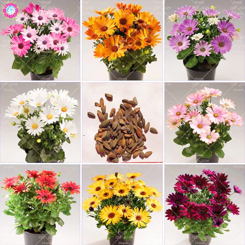 30PCS African Blue Eyes Daisy Bonsai Plant Mix Color Osteospermum Bonsai Flower Plant Garden Pot Decoration
30PCS African Blue Eyes Daisy Bonsai Plant Mix Color Osteospermum Bonsai Flower Plant Garden Pot Decoration