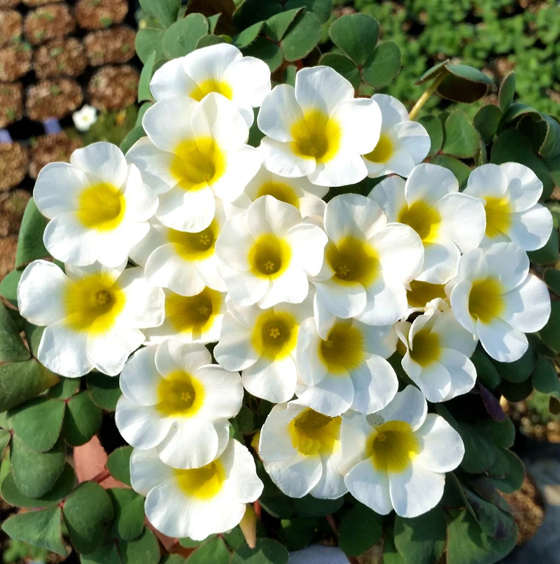 ZLKING 1Pc White Rare Oxalis Bonsai Purpurea Alba Red Back Oxalis Flowers Bulbs Color Rotary For Home Garden( bulb is small )
ZLKING 1Pc White Rare Oxalis Bonsai Purpurea Alba Red Back Oxalis Flowers Bulbs Color Rotary For Home Garden( bulb is small )