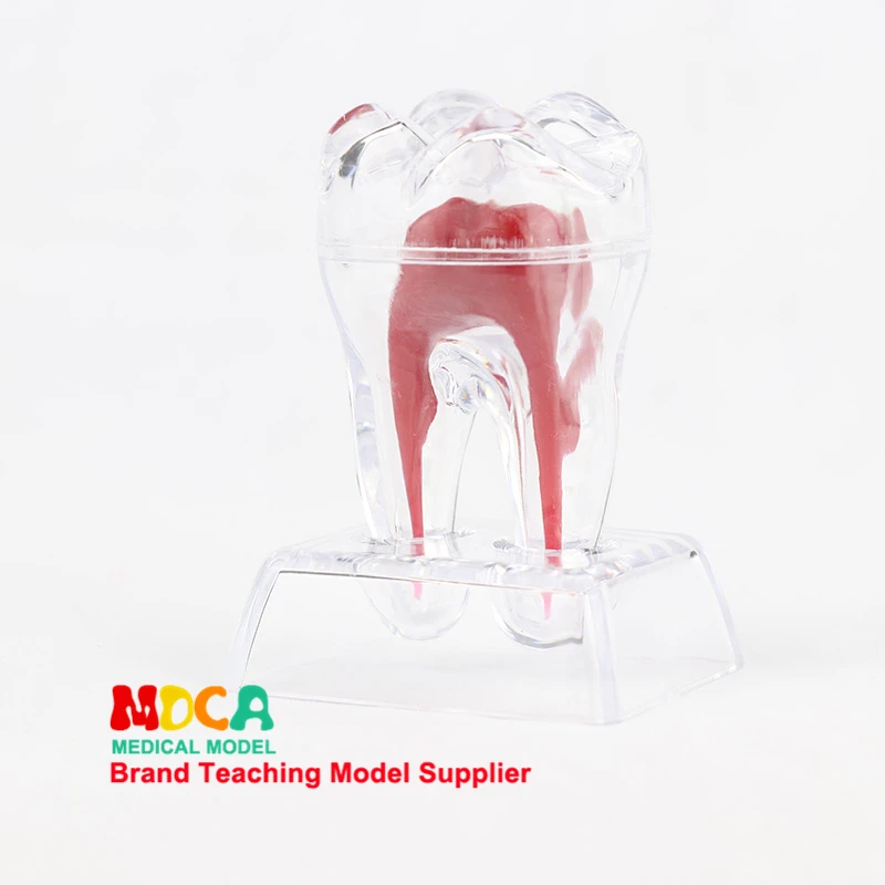 Dental anatomy models dental materials dental accessories removable dental ornaments dental materials MYC002
Dental anatomy models dental materials dental accessories removable dental ornaments dental materials MYC002