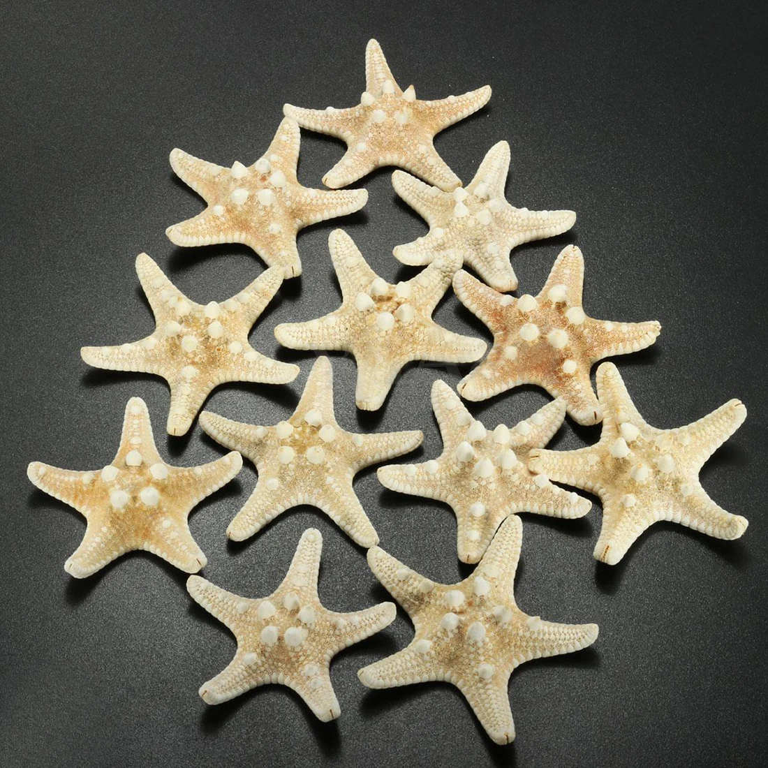 HOT-12 x White Knobby Starfish 5cm -7cm Sea Star Shell Beach Wedding Display Craft Decor
HOT-12 x White Knobby Starfish 5cm -7cm Sea Star Shell Beach Wedding Display Craft Decor